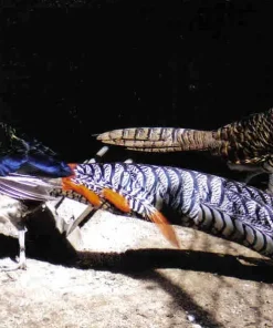 Lady Amherst Pheasant